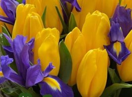 зображення Viber 2026 03 08 08 28 20 627